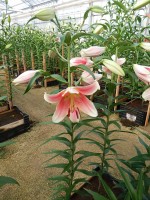 [4372 Okayama ST No01.JPG]